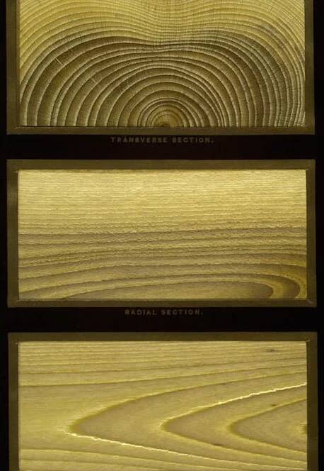 Hough's American woods, Romeyn B. Hough, 1857-1924