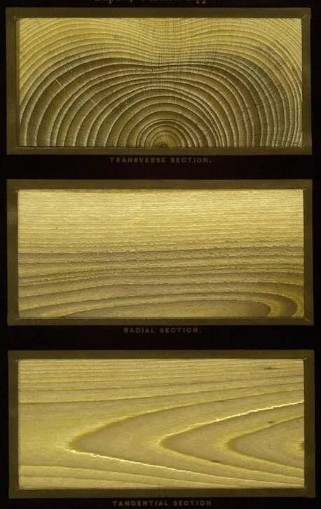 Hough's American woods, Romeyn B. Hough, 1857-1924