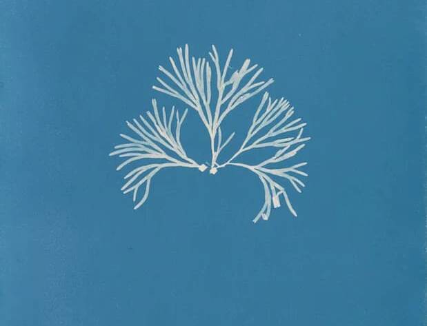 Cyanotypes of British Algae by Anna Atkins (1843)