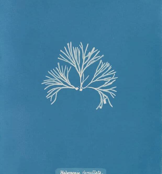 Cyanotypes of British Algae by Anna Atkins (1843)