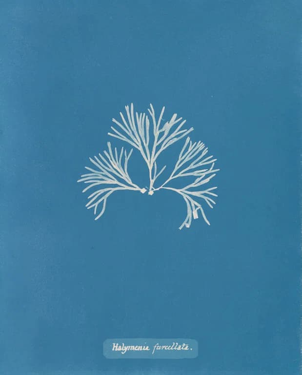 Cyanotypes of British Algae by Anna Atkins (1843)