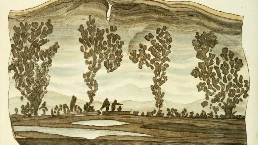 Cotham Marble — James Sowerby’s British Mineralogy (1802–17)